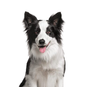 Border-Collie