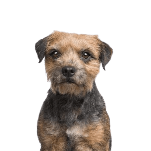 Border-Terrier