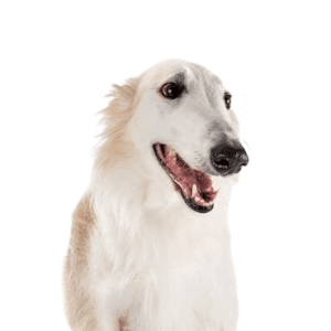 Borzoi