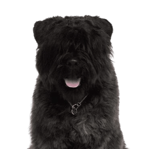Bouvier des Flandres