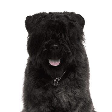 Bouvier des Flandres