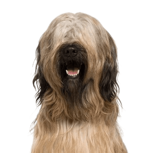 Briard
