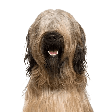 Briard