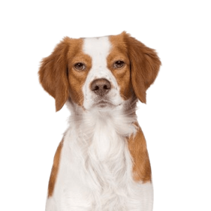 Brittany Spaniel