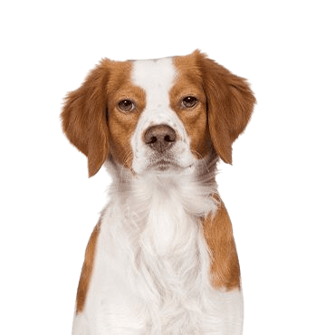 Brittany Spaniel