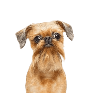 Brussels Griffon