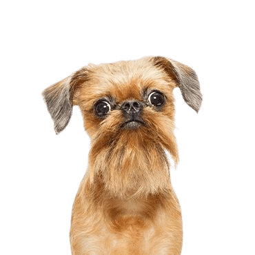 Brussels Griffon