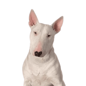 Bull Terrier