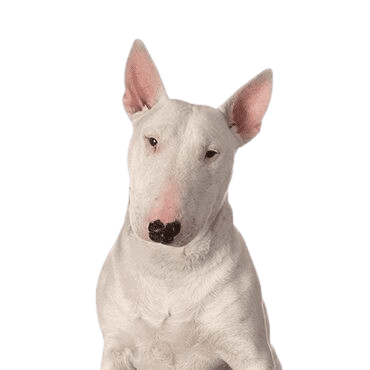 Bull Terrier