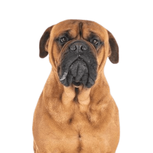 Bullmastiff