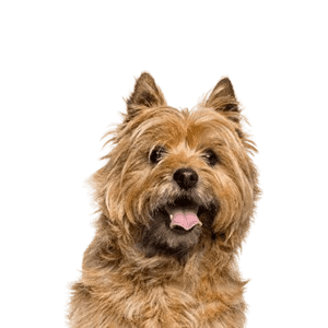 Cairne Terrier