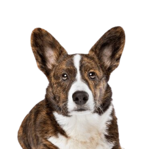 Cardigan Welsh Corgi