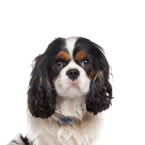 Cavalier Kings Charles Spaniel