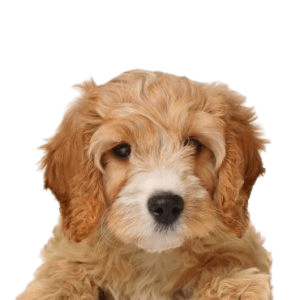 Cavapoo