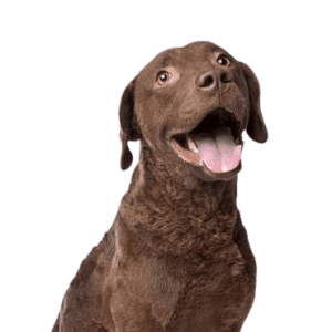 Chesapeake Bay Retriever