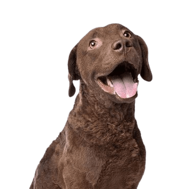 Chesapeake Bay Retriever