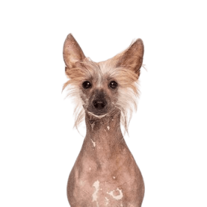 Chinese Crested