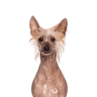Chinese Crested