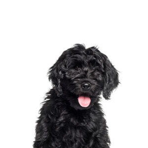 CockaPoo Puppy Breed 300x300