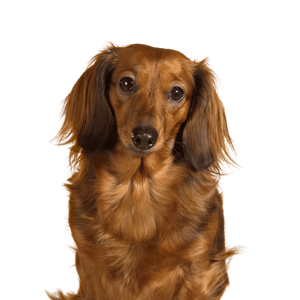 Dachshund