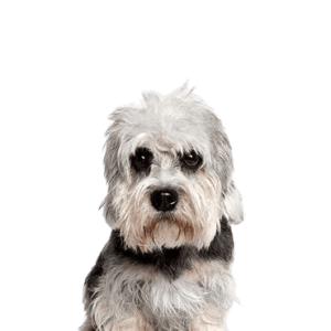 Dandie Dinmont Terrier