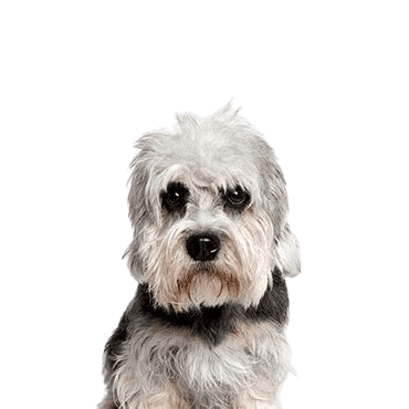Dandie Dinmont Terrier