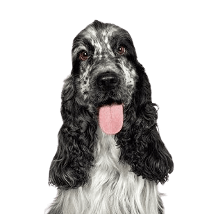 English Cocker Spaniel