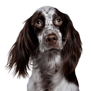 English Setter