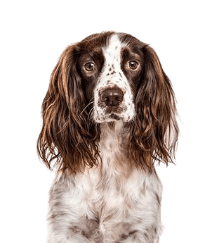 English Springer Spaniel