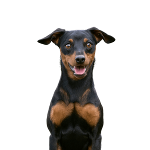 German Pinscher
