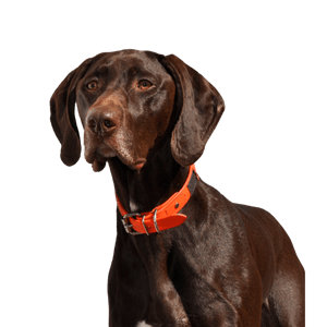 German Shorthaired Pointer