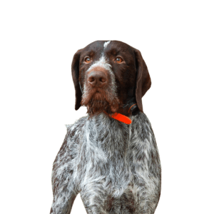 German Wirehaired Pointer