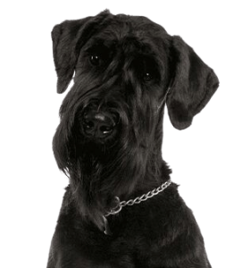 Giant Schnauzer