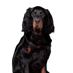 Gordon Setter