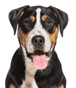 Greater Swiss Mountain Dog