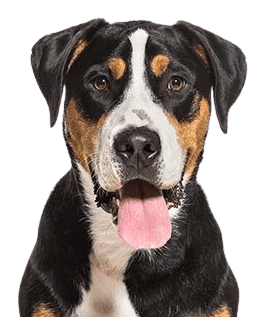 Greater Swiss Mountain Dog