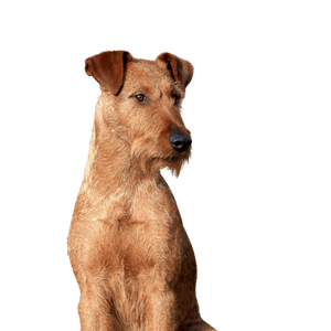 Irish Terrier