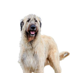 Irish Wolfhound