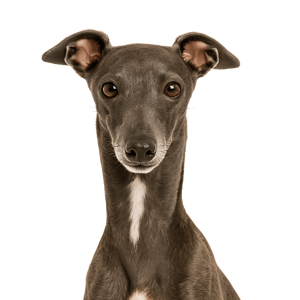 Italian Greyhound