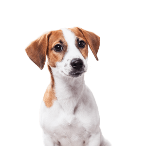 Jack Russell Terrier