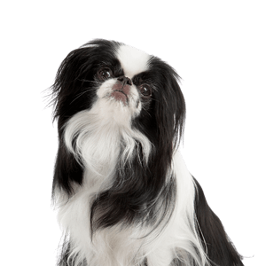Japanese Chin