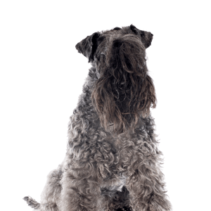 Kerry Blue Terrier