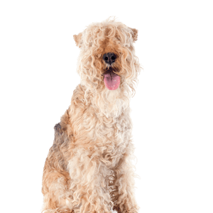Lakeland Terrier