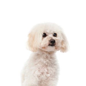 MaltiPoo Puppy Breed