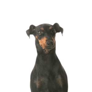 Manchester Terrier