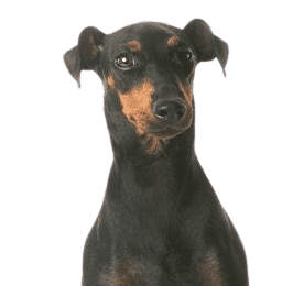 Manchester Terrier