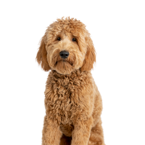 Miniature Goldendoodle