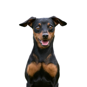 Miniature Pinscher