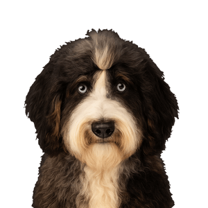 Miniature Sheepadoodle
