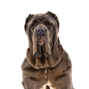Neopolitan Mastiff